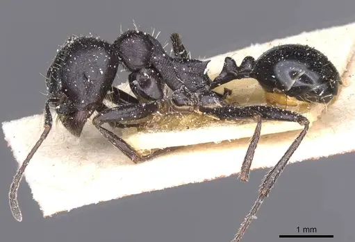 Messor foreli - CASENT0913146