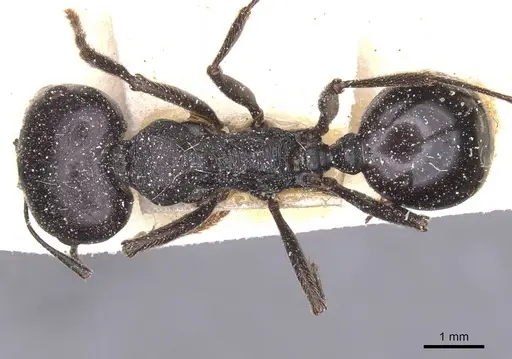 Messor foreli - CASENT0913149