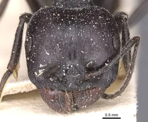 Messor foreli - CASENT0913149