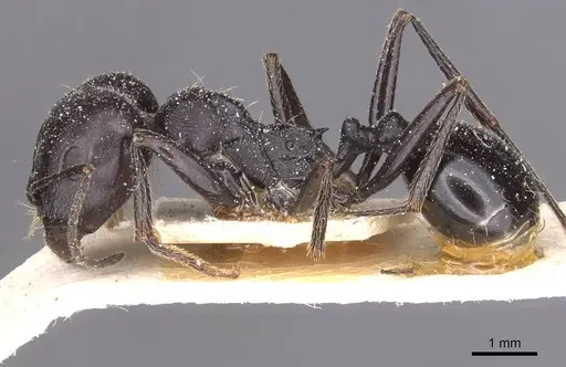 Messor foreli - CASENT0913149