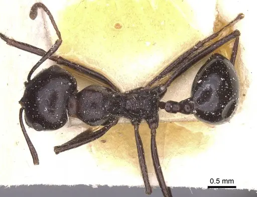 Messor foreli - CASENT0913150