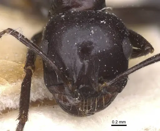 Messor foreli - CASENT0913150