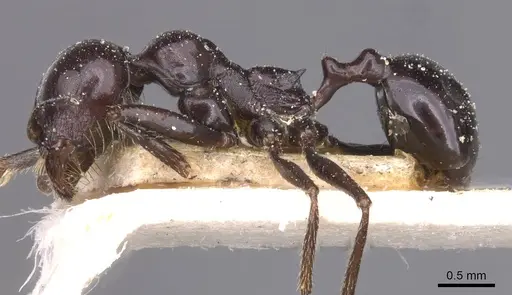 Messor foreli - CASENT0913150