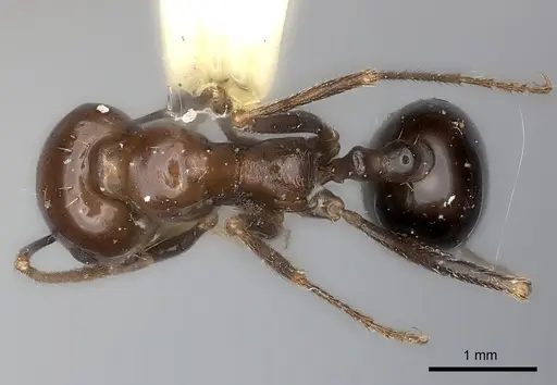 Messor galla specimen