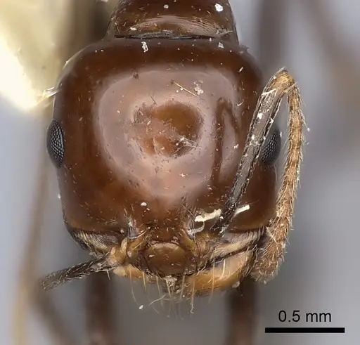 Messor galla specimen