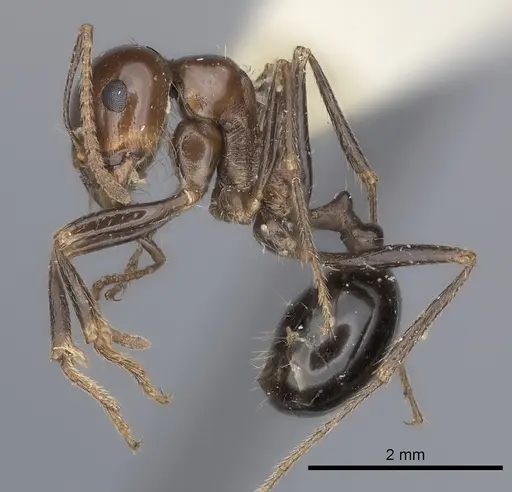 Messor galla specimen