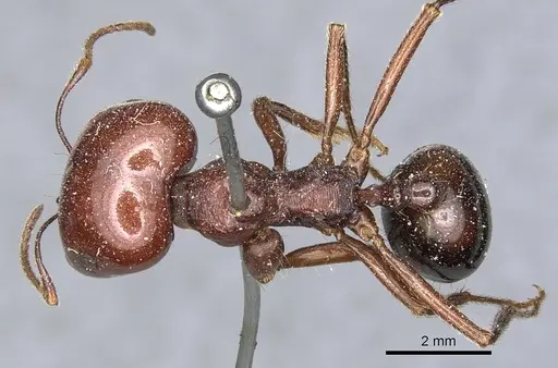 Messor galla - CASENT0904127