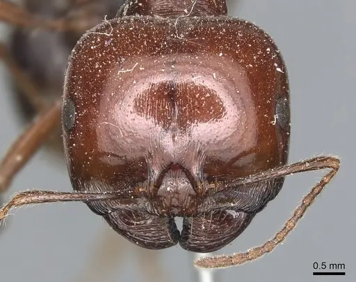 Messor galla - CASENT0904127