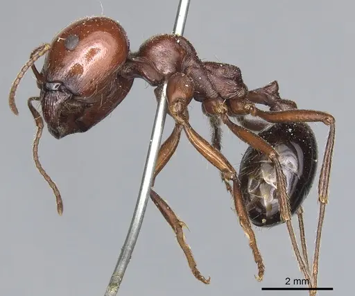 Messor galla - CASENT0904127