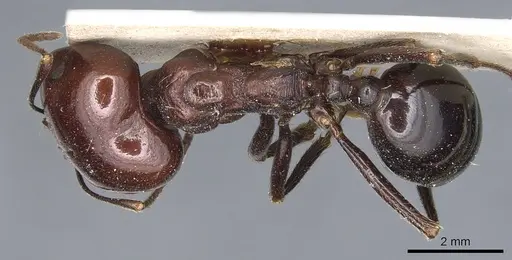 Messor galla - CASENT0904128