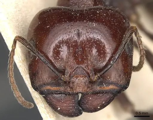 Messor galla - CASENT0904128