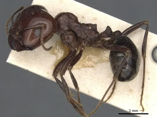 Messor galla - CASENT0904128