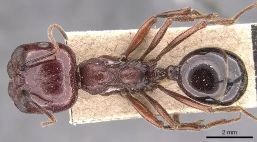 Messor galla - CASENT0905774