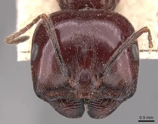 Messor galla - CASENT0905774