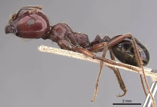 Messor galla - CASENT0905774