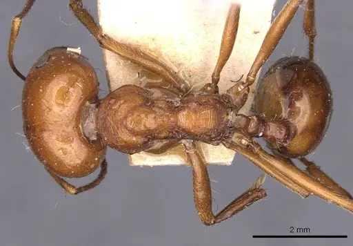 Messor galla - CASENT0907718