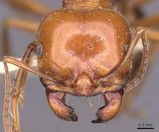 Messor galla - CASENT0907718