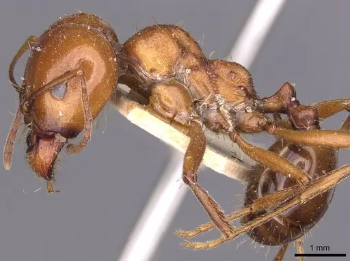 Messor galla - CASENT0907718