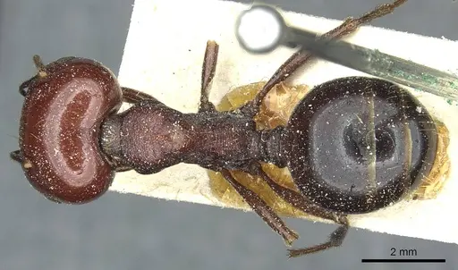 Messor galla - CASENT0913179