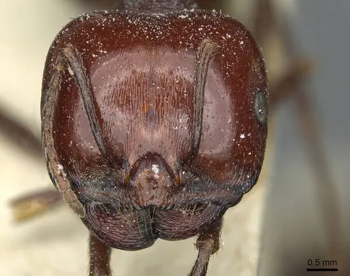 Messor galla - CASENT0913179