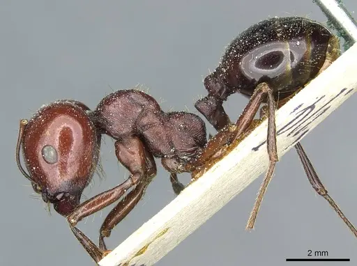 Messor galla - CASENT0913179