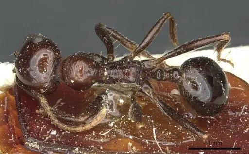 Messor galla - CASENT0913180