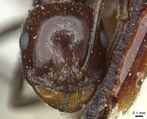 Messor galla - CASENT0913180