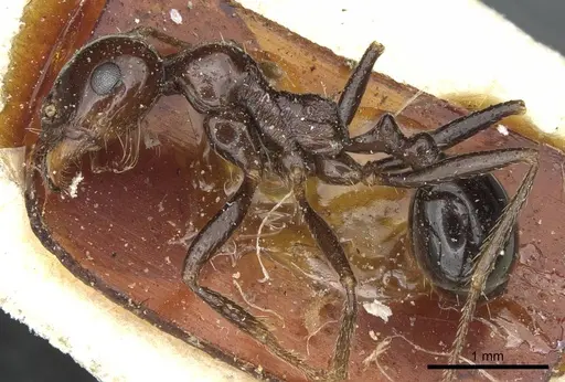 Messor galla - CASENT0913180