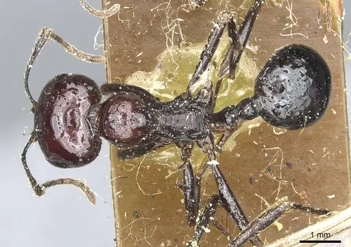 Messor galla - CASENT0913181