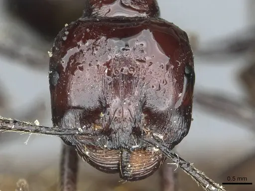 Messor galla - CASENT0913181