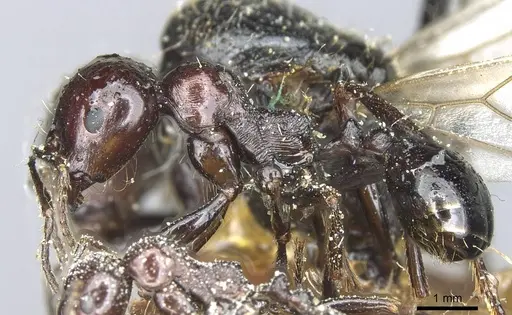 Messor galla - CASENT0913181