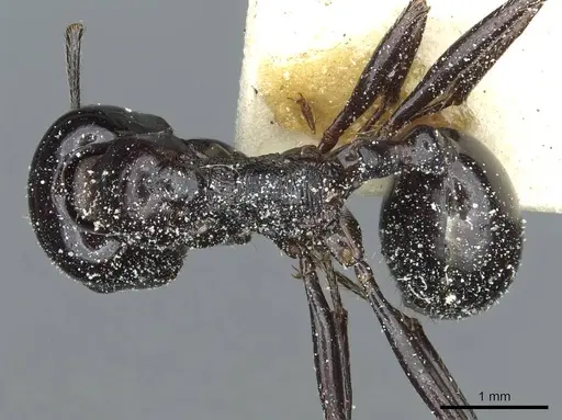 Messor galla - CASENT0913182