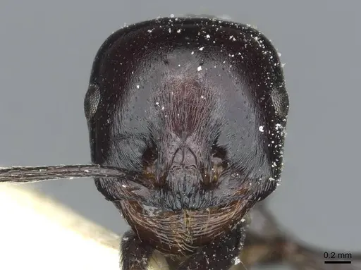 Messor galla - CASENT0913182