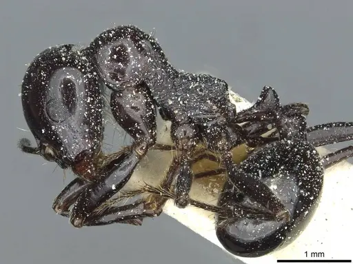 Messor galla - CASENT0913182