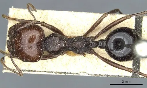 Messor galla - CASENT0913183