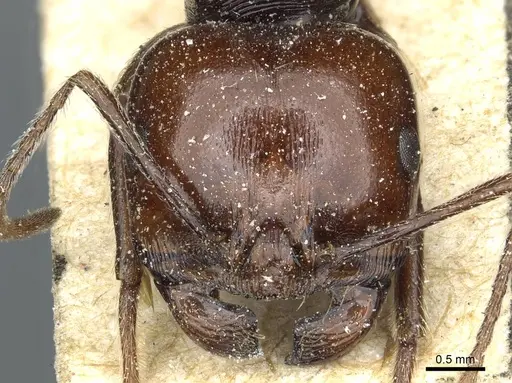 Messor galla - CASENT0913183