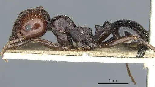 Messor galla - CASENT0913183