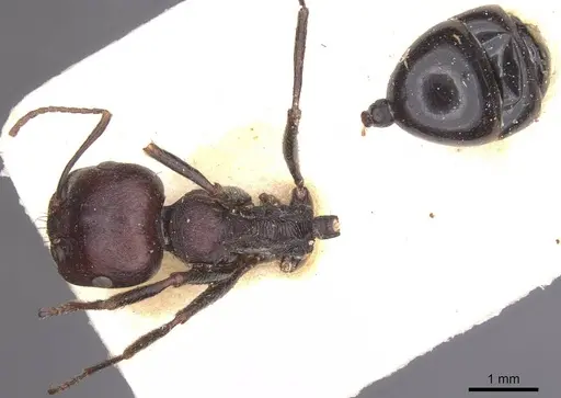 Messor galla - CASENT0913628