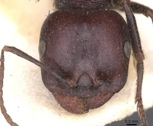 Messor galla - CASENT0913628