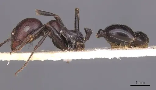 Messor galla - CASENT0913628