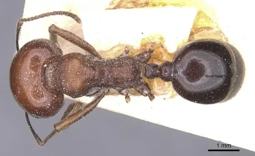 Messor grandinidus specimen