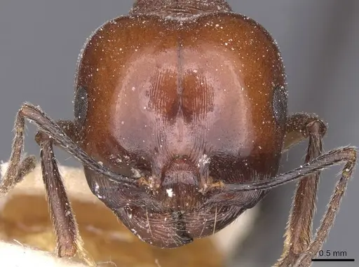 Messor grandinidus specimen