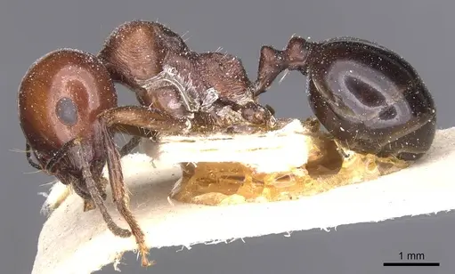 Messor grandinidus specimen