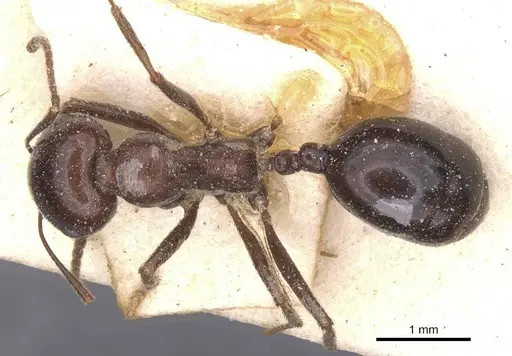 Messor grandinidus - CASENT0913169