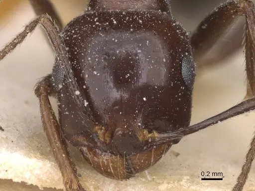 Messor grandinidus - CASENT0913169