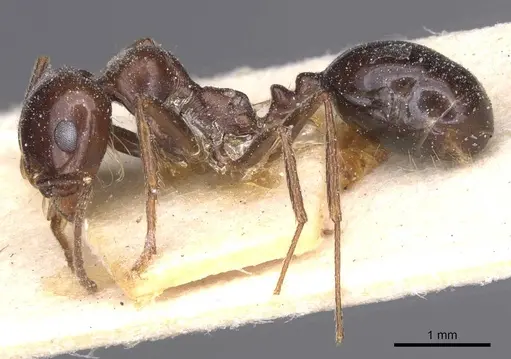 Messor grandinidus - CASENT0913169