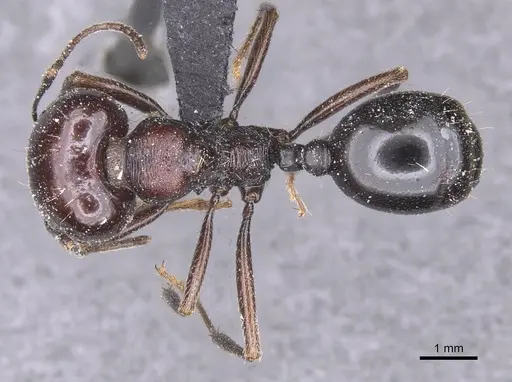 Messor grandinidus - CASENT0913221