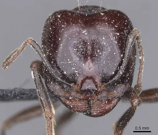 Messor grandinidus - CASENT0913221