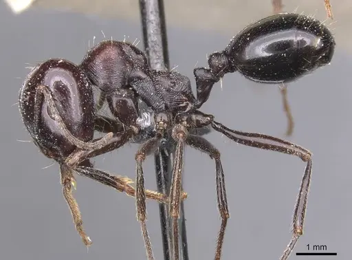 Messor grandinidus - CASENT0913221