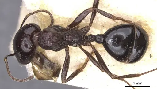 Messor grandinidus - CASENT0913222